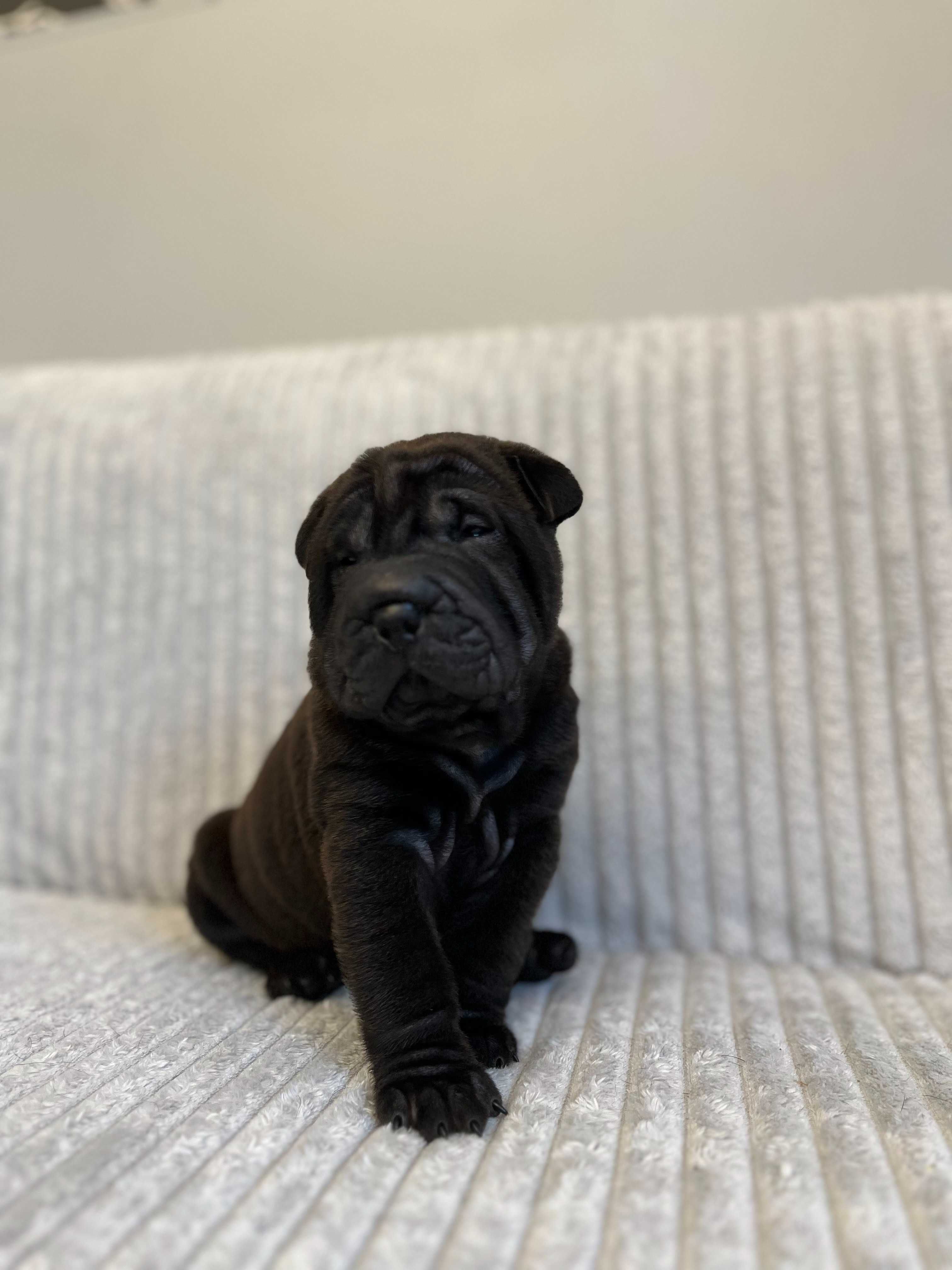 Śliczny piesek SHAR PEI ! Hodowla Fałdowce FCI