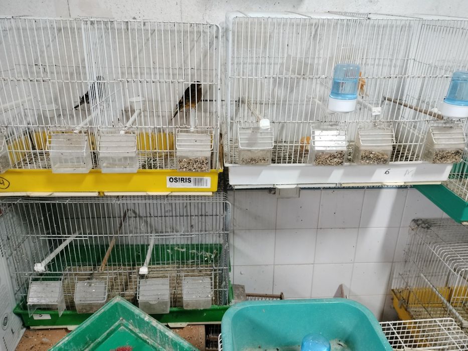 Vendo pará despachar