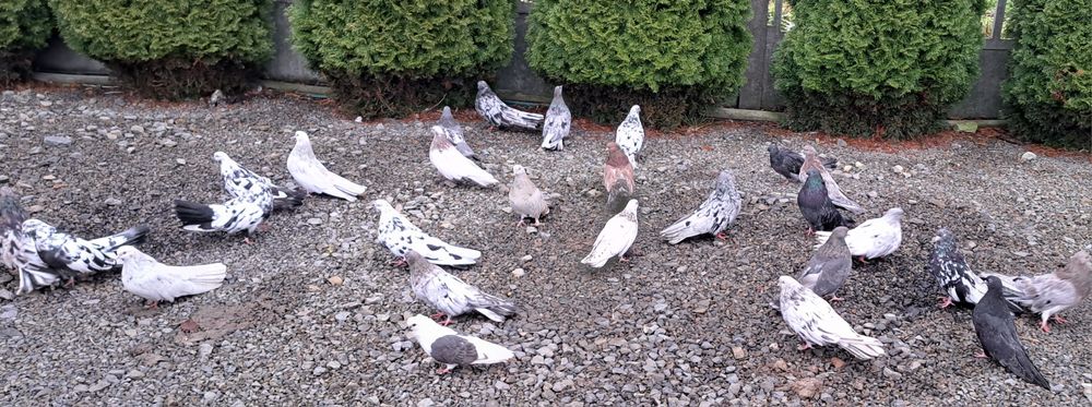 Gołebie szariki orliki mikolajewskie nikolajewskie kolorowe