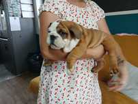 Buldog Angielski
