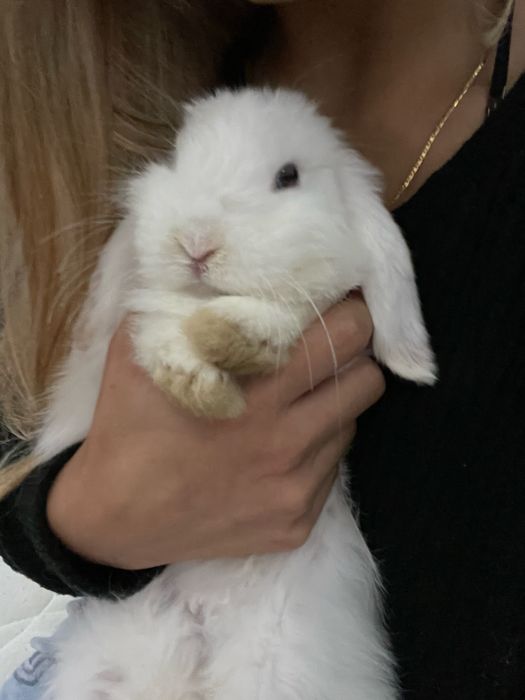 Dou Coelha Bellier com 2 anos, muito mansinha e dá se com toda a gente