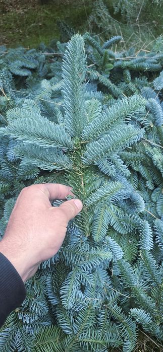 Kruciaki Jodła Nobilis