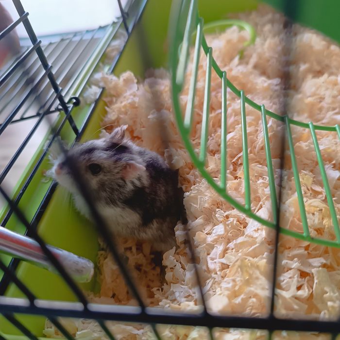 Klatka , chomik . Plus dodatki .