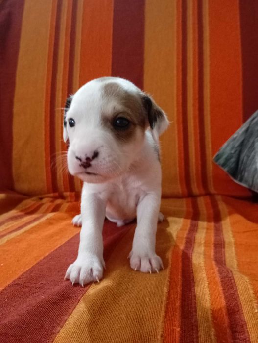 Cães bebés para adoção