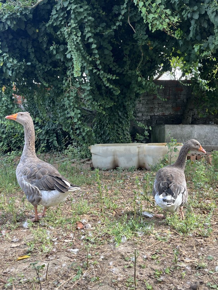 vendo casal de gansos