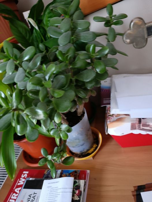 drzewko szczęścia grubosz pilnie sprzedam