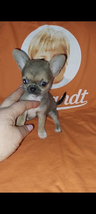Міні дівчинка чихуахуа