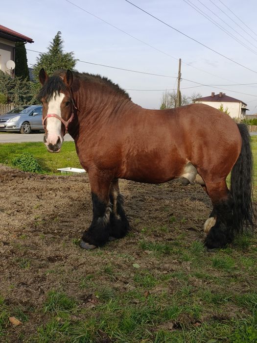 Ogier zimnokrwisty Abu