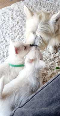 West Highland White Terrier-  suczka