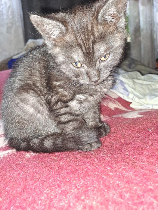 Метис британця котик 2 міс.