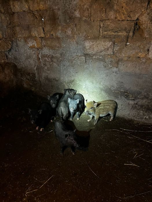 Продам вʼєтнамських поросят