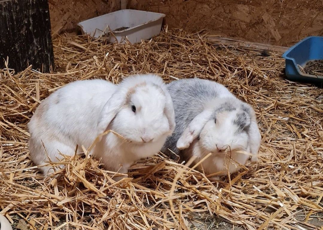 KIT Coelhos anões orelhudos, mini lop super inteligentes e dóceis