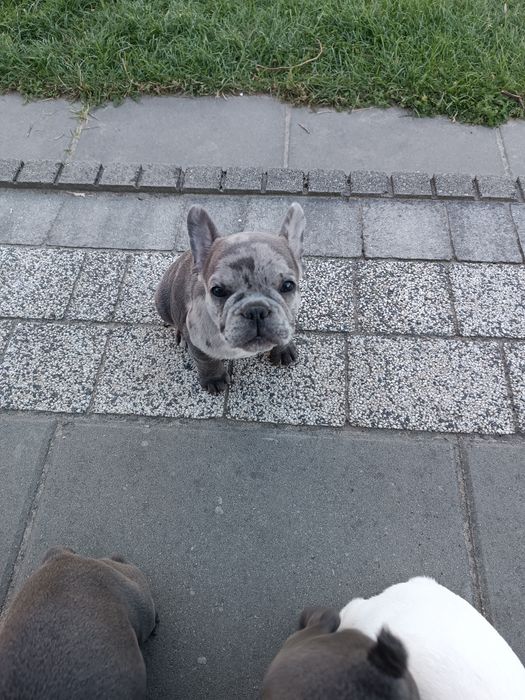 Sprzedam Buldog francuski