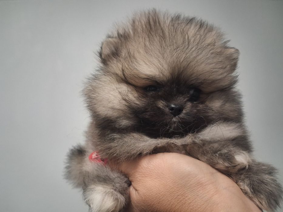 Szpic miniaturowy pomeranian malenki