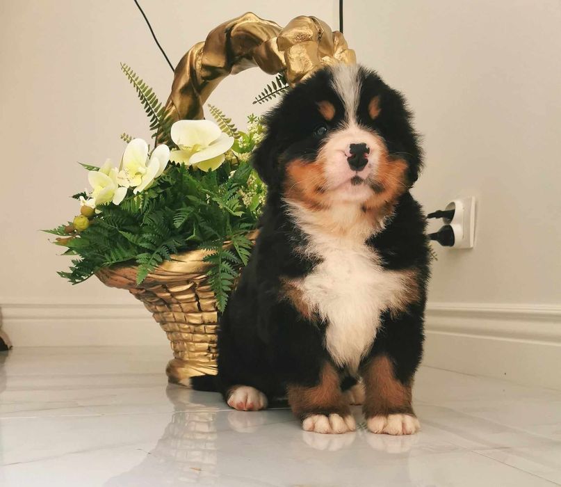 Berneński Pies Pasterski Piesek FCI po Championach