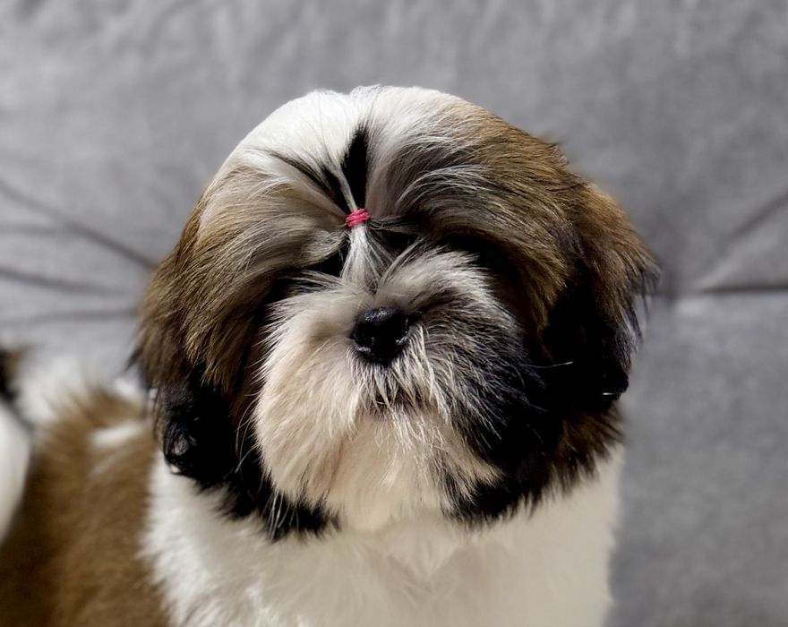 Piesek Shih Tzu ZKwP FCI