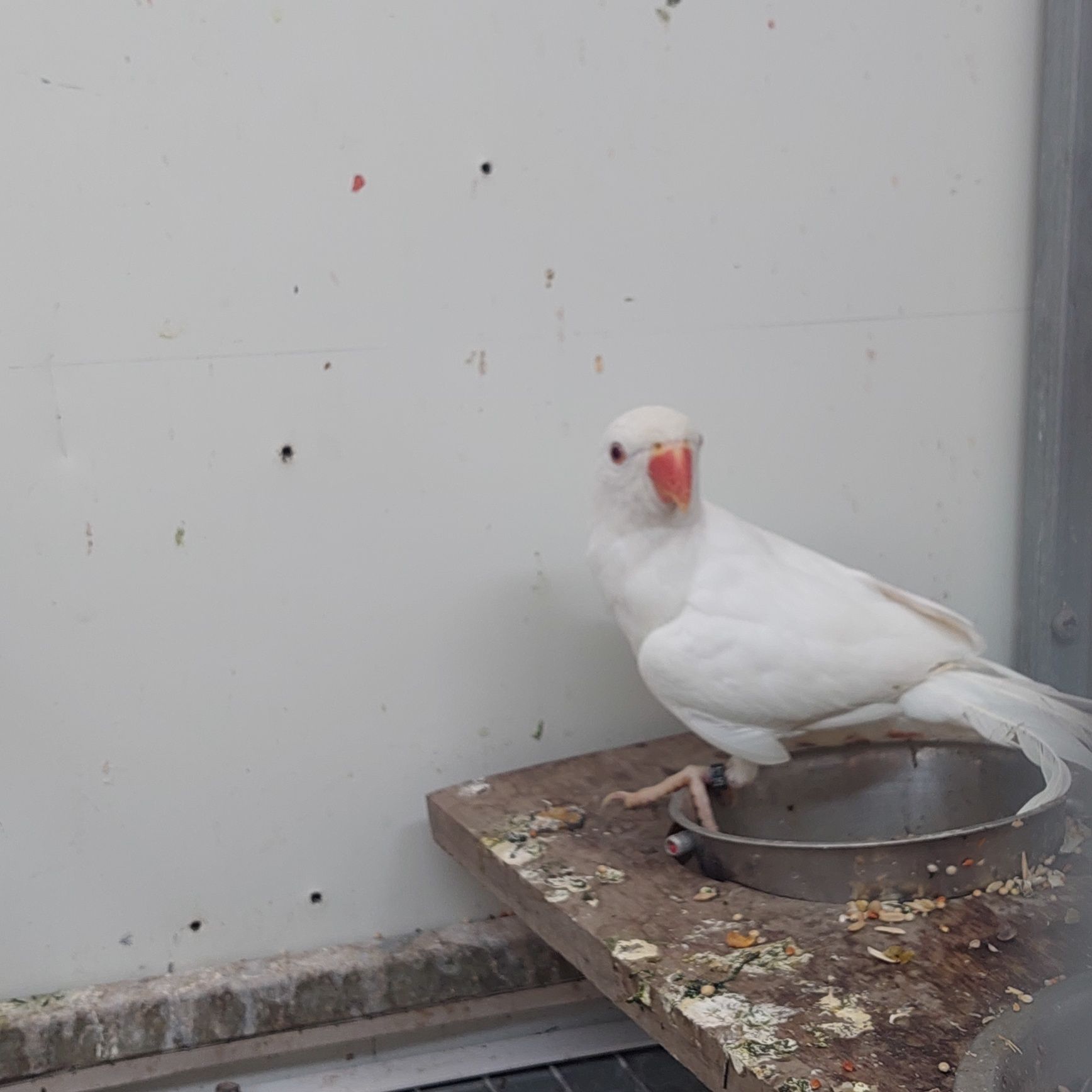 Ringneck branco macho 2025