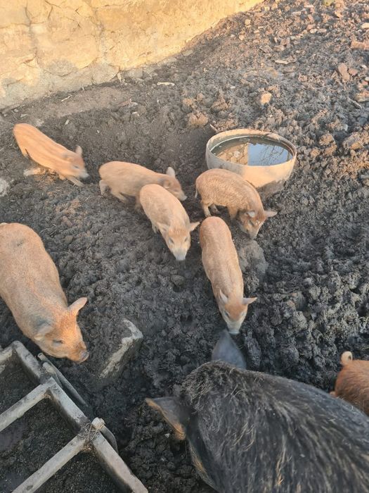 Поросята Кармали