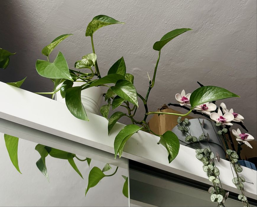 Epipremnum golden zlociste ukorzenione sadzonki