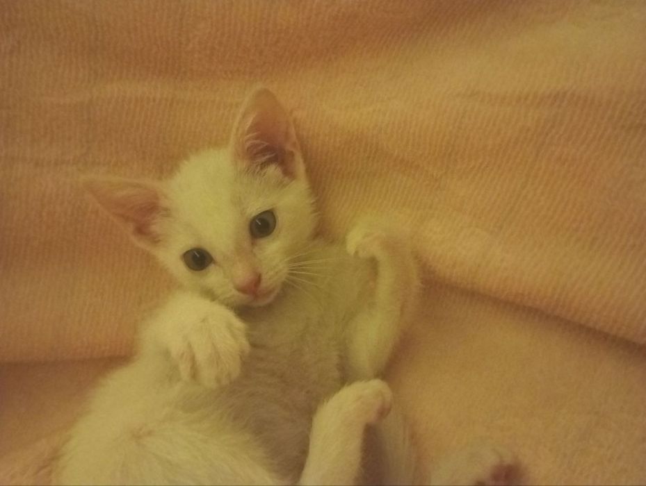 Отдам кошечку в хорошие руки!