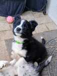 Border Collie Holi