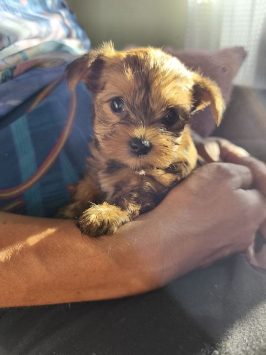 Yorkshire terrier
