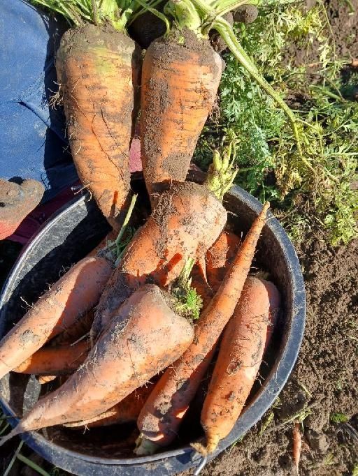 Marchew paszowa i jadalna