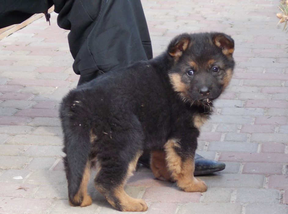 Цуценята з розплідника, Вівчарки
