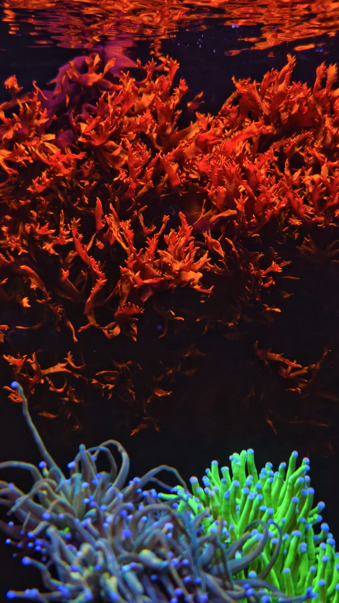 Halymenia floresii fluo red /oddech smoka/Makroglon - akwarium morskie