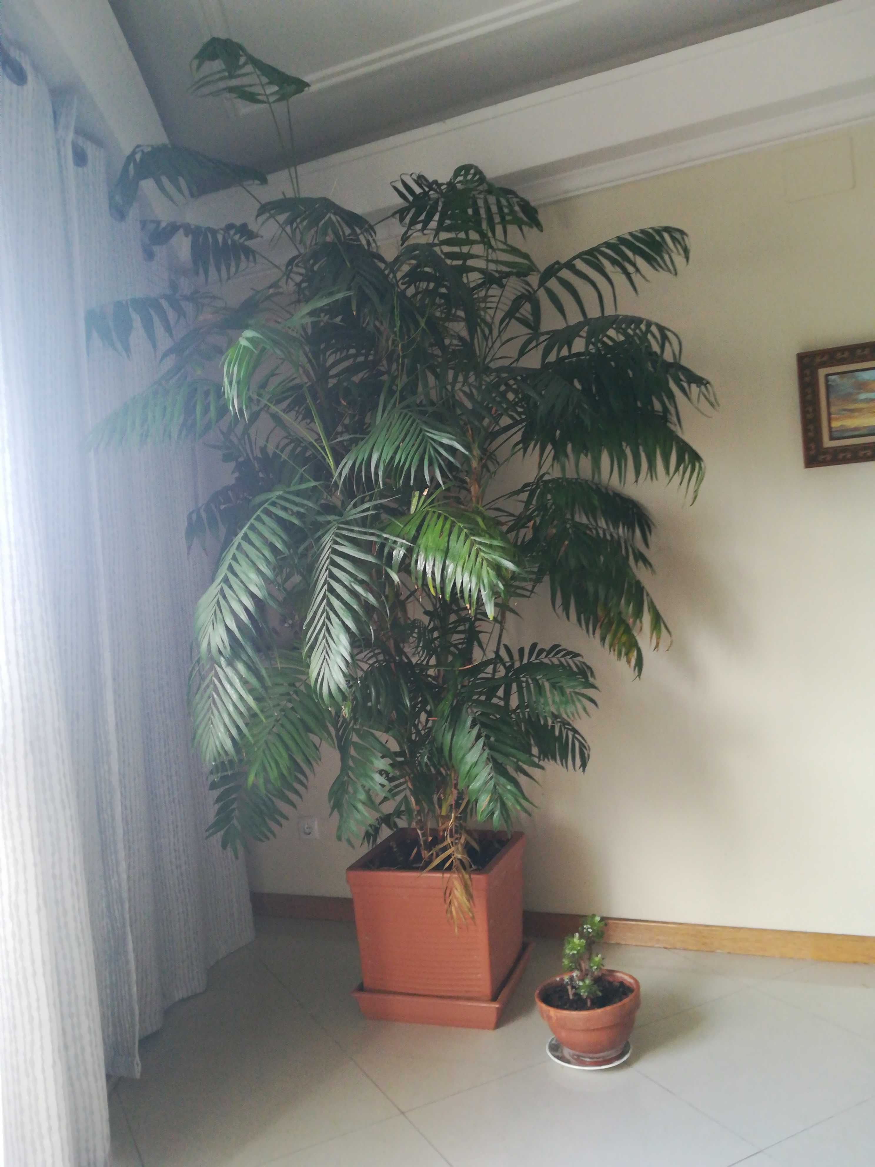 Palmeira lindíssima de interior