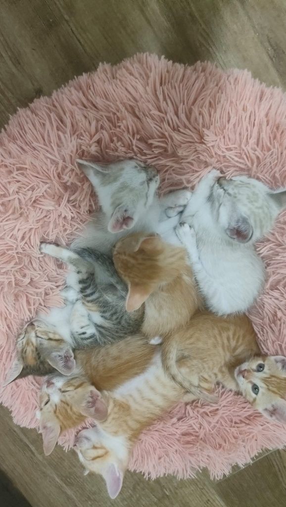 Gatinhos bebés adopção responsavel