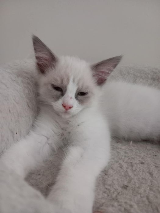 Młoda kotka Ragdoll