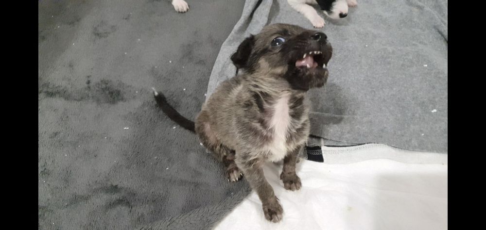 Шукаємо родину для цуценяток