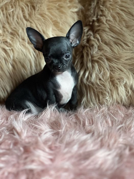 Chihuahua śliczna suczka
