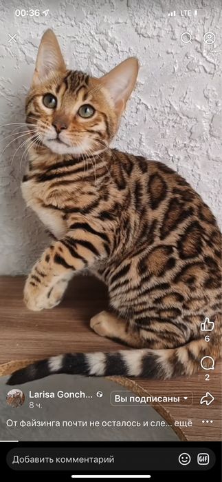 Бенгальские котята  Бенгальські кошенята