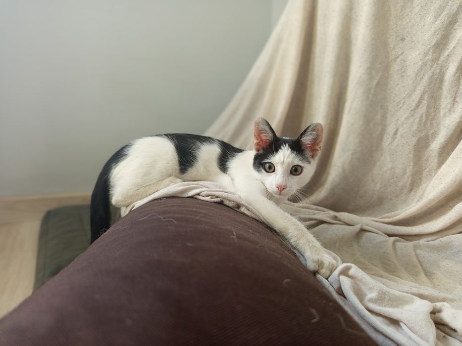 Cudowny Filuś do adopcji.