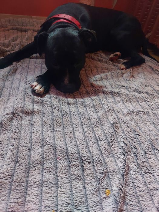Piesek do adopcji