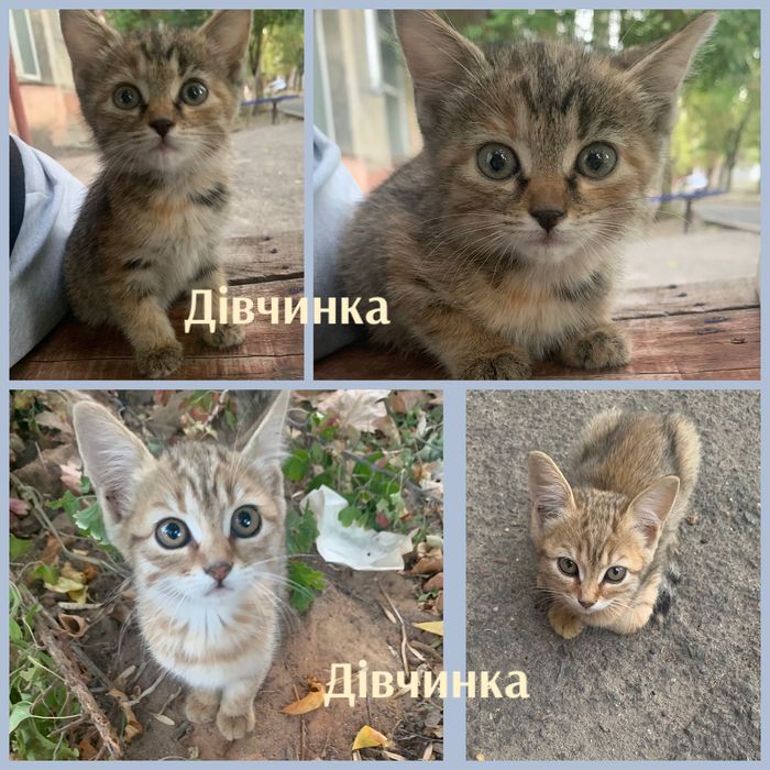 Кошенята в добрі руки