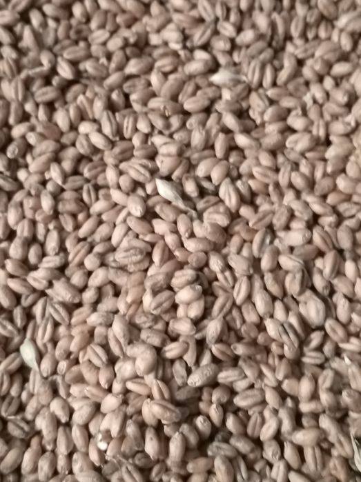 Pszenica czyszczona Petras, Wilejka, Mewa