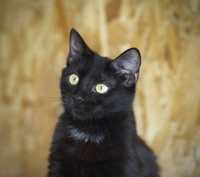 черная пуська Блер, кошечка 11 мес, кошка