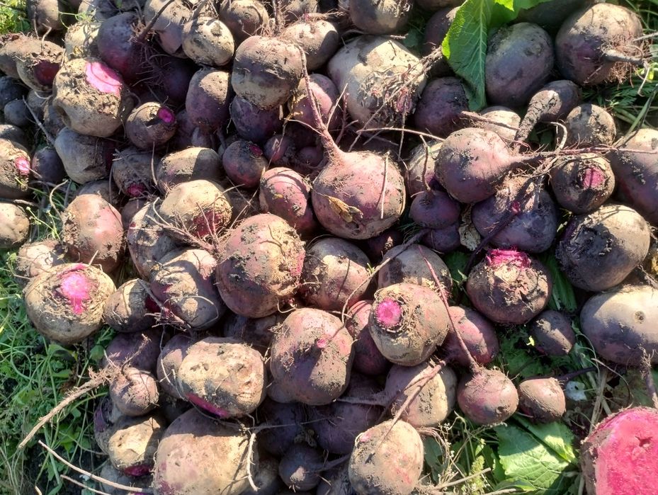 Буряк, часник  продам