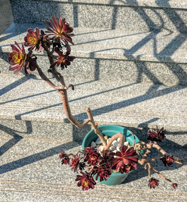 Plantas , catos, suculentas, protea, leucadendro