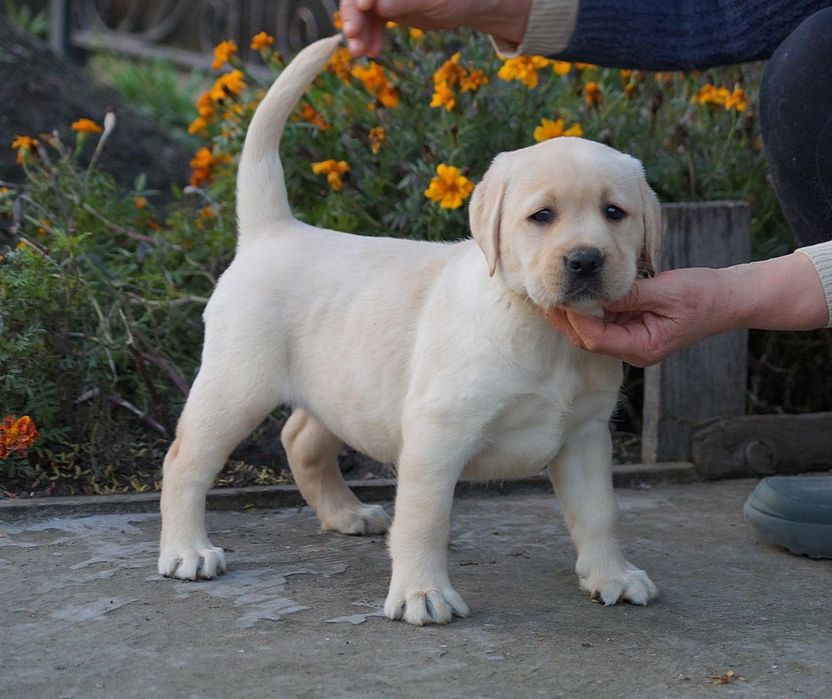 Маленькі   друзі