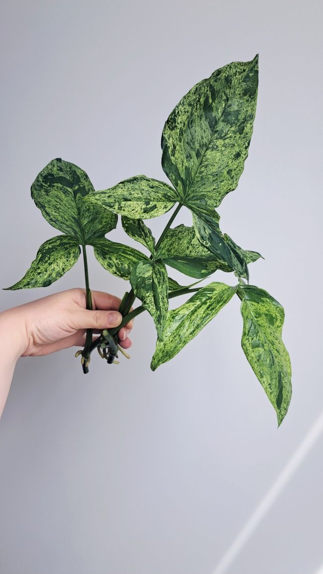 Syngonium Mottled Mojito duże liscie