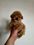 Bichpoo mini  pochoon piesek maltipoo ciemny z lokiem