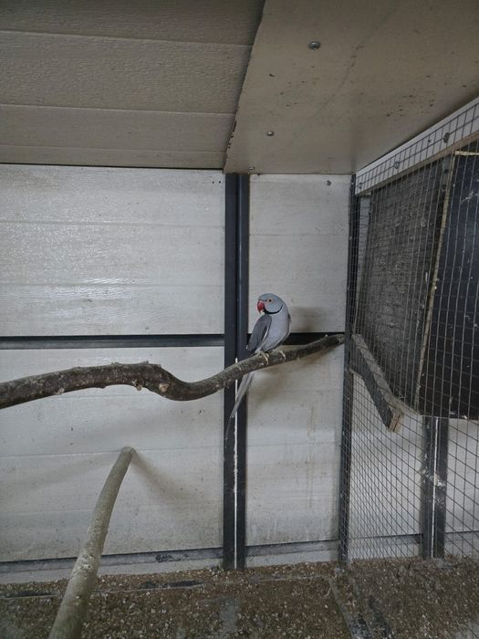 Alleksandretty obrozne