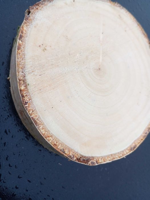 Plaster brzoza krążek 10-15 cm gr 2cm