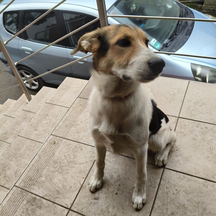 Suczka 8 miesięcy za darmo