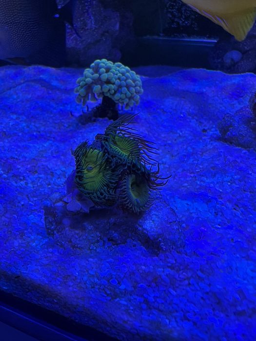 Akwarium morskie koralowce Palythoa green fluo
