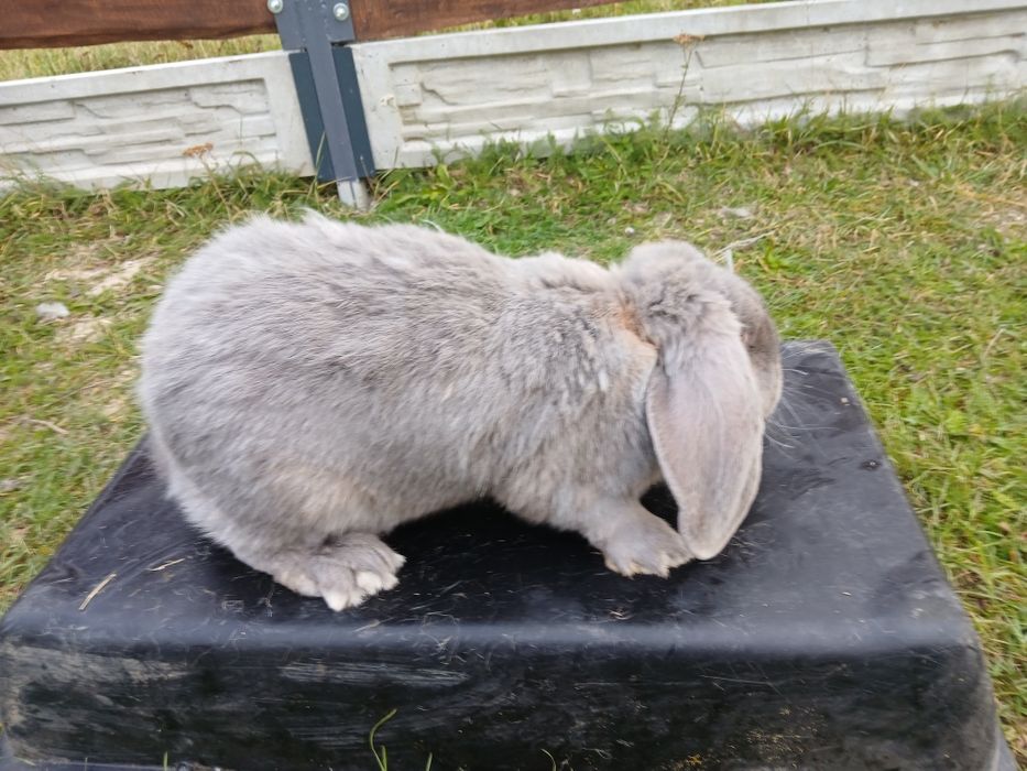 Samiczka baran francuski niebieski